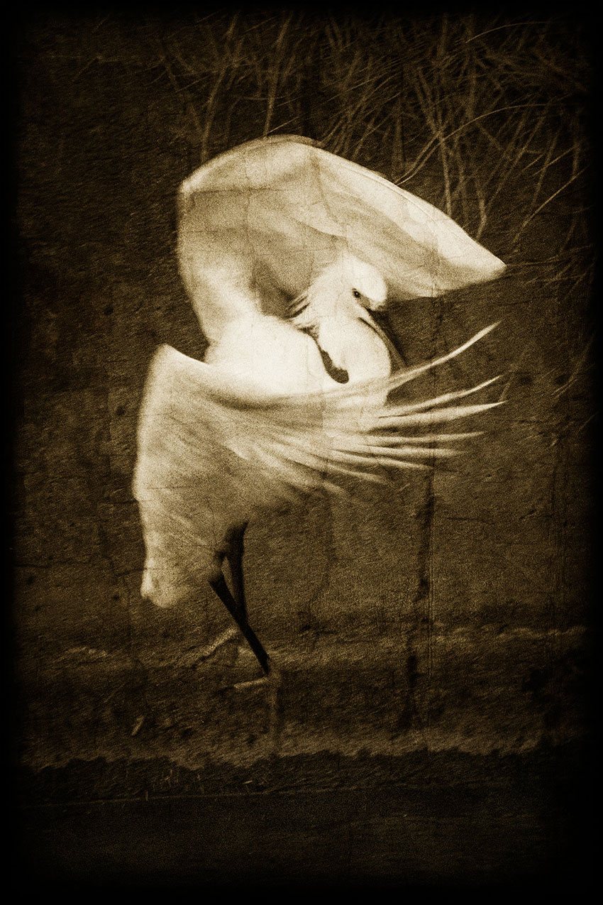 Sarah Mayhew – Egret dance, 2013.
